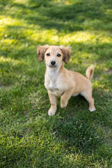 
Puppy taken from an animal shelter in a new house