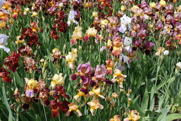 Colorful flowers of bearded irises in May