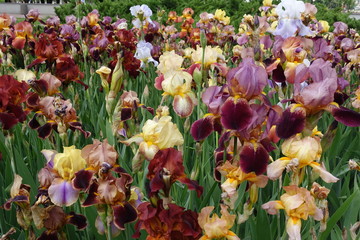 Multicolored flowers of bearded irises in May