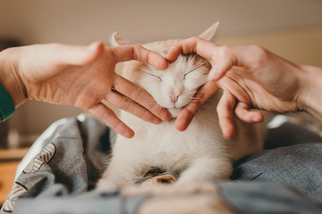 the cat in the heart © Елена Суханкина