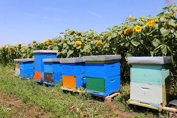 Row of colorful wooden beehives with sunflowers in the background