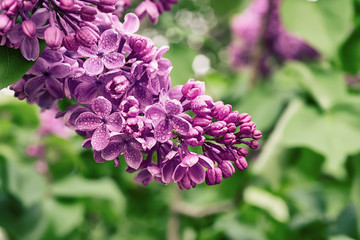 Spring lilac flowers