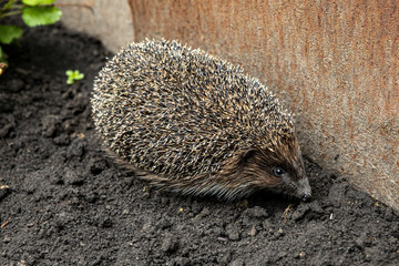 the hedgehog crawls near a metal fence. A wild animal in the home garden