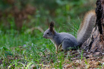 Naklejka na ściany i meble squirrel with a fluffy tail sits on the green grass in spring