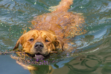 dog in water