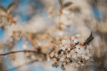 Beautiful spring background with blooming apple tree branches. White petals on a sunset background. Selective focus, selective focus