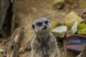 meerkat on the lookout