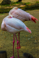 pink flamingo in the zoo