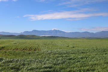 Landscape in the western cape