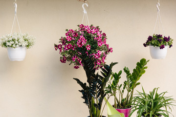 Many of blooming flowers near the wall of the house and around , a wall of light color, pots with pink and white flowers on the window