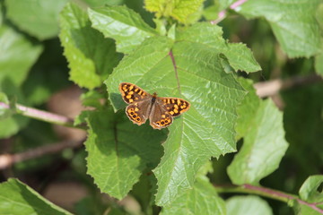 butterfly on leaf