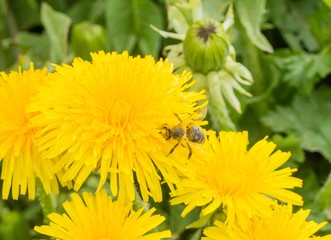 Biene in Löwenzahn 