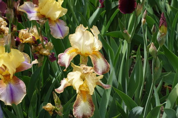 Yellow and brown flowers of bearded irises in May