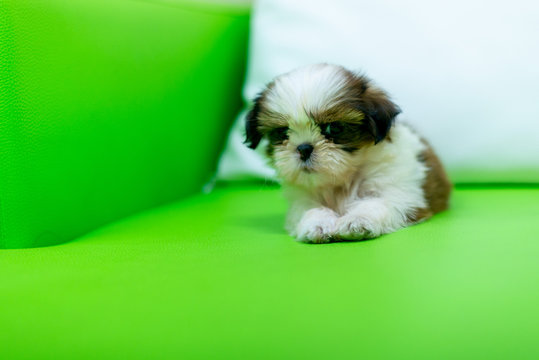 Cute Shih Tzu is playing on the green Shofa