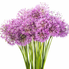 Fototapeta premium Close-up photo of purpe onion flowers bouquet isolated on white background