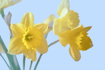 Yellow daffodils on a blue background.
