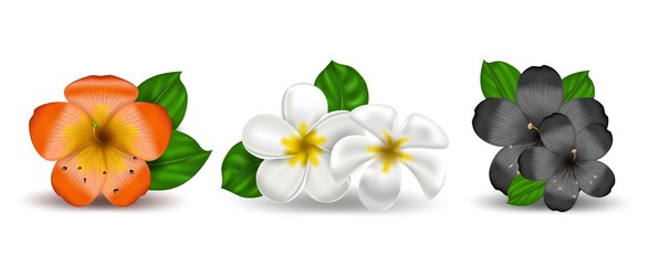 Vector set of realistic tropical hawaiian flowers plumeria and hibiscus. White-yellow isolated object frangipani on a white background. Summer paradise. Botanical nature illustration. © Anna