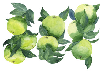 Set of green apples on branches isolated on white background. Watercolor hand drawing illustration of green fruit tree. Summer food design. Perfect for card, wrapping, cover, poster, banner. Clip art.