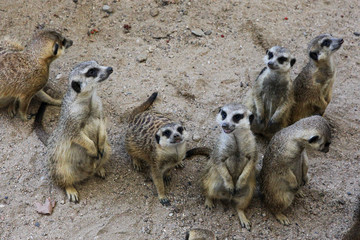 meerkats look up. A flock of mammals, African animals