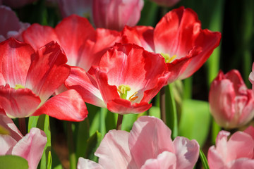Fresh red tulips flower bloom in the garden
