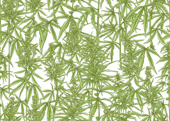 Hemp, Cannabis seamless pattern, background. Vector illustration. In botanical style Isolated on white background..