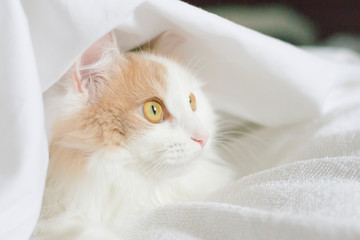 A white beige cat peeks out from under the covers. Close-up on a white background