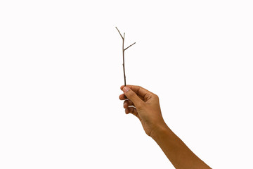 The person holding the dead tree On a white background