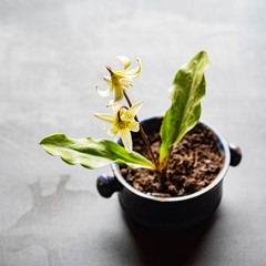 Erythronium sibiricum in the pot