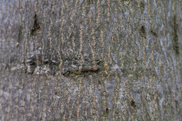 Texture shot of brown tree bark, filling the frame