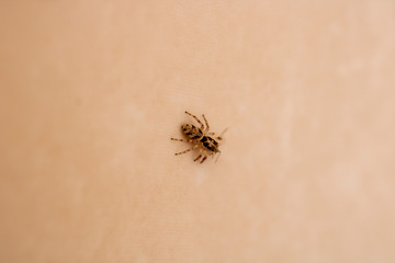 Fototapeta na wymiar little jumping spider macro photo