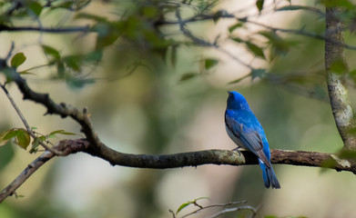 夏の鳥　オオルリ