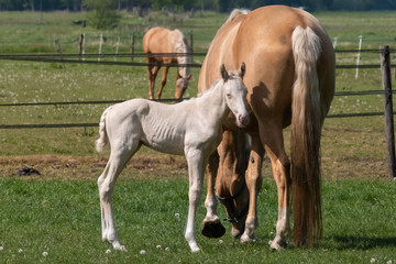 Naklejka na ściany i meble Cremello mare with a newborn cremello foal standing in the pasture. Animal portrait