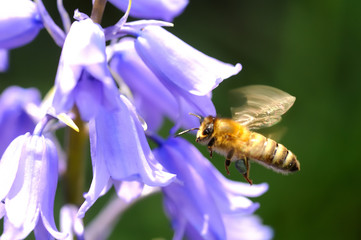 Bee flying or hovering at a blossom of a bluebell plant, wing beat causes beautiful motion blur,...