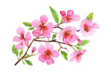 Fototapeta na wymiar Watercolor cherry blossom flower wreath. Sakura beautiful spring floral art. Colorful illustration isolated on white background