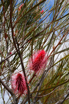 Emu tree or bottlebrush hakea (Hakea francisiana) endemic to Western and South Australia
