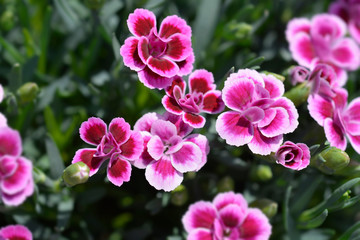 Fototapeta na wymiar Carnation Pink Kisses