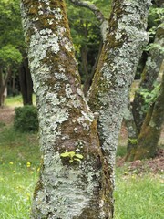 ウメノキゴケに覆われた二股の桜の木の幹