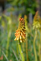 Red-hot poker