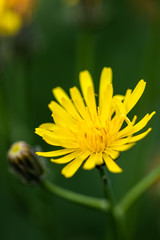 Dandelion flowers (latin: Taraxacum officinale) flowering with closed flowers in the back with a bokeh view