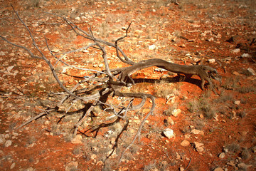 Concept of drought - Burnt tree after summer fires in the Western Australian outback