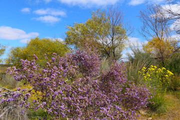 Naklejka premium Spring in the Western Australian outback with flowering Keraudrenia, Glischrocaryon and wattle trees (Merredin, Western Australia)