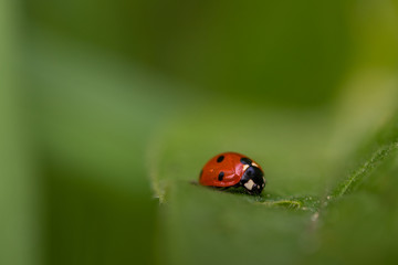 Macro photo of Ladybug in the green grass with bokeh effect. Nature in spring concept with bugs in the insects world