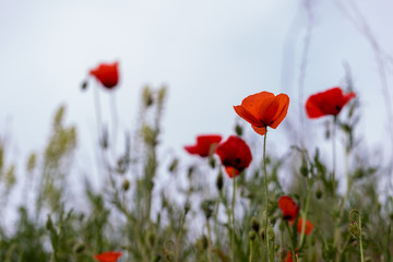 field of red poppy flowers with a soft bokeh background