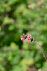 Coralberry