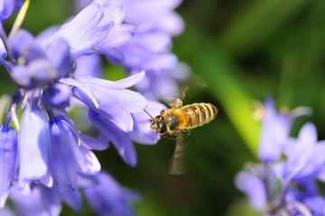 Bee flying or hovering at a blossom of a bluebell plant, wing beat causes beautiful motion blur, vibrant colors and beautiful bokeh background