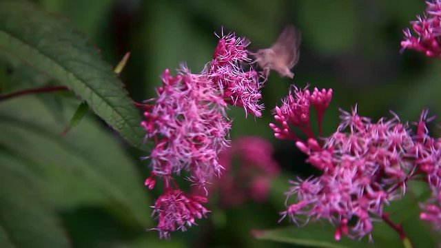 Moth feeding on a flower close up