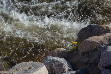 Yellow dandelion grows on the banks of the river