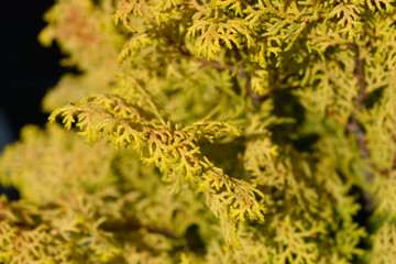 Hinoki cypress Lucas