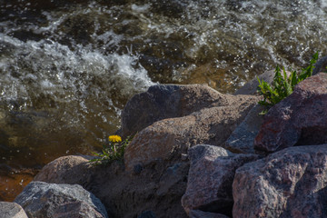 Fototapeta na wymiar Dandelion grows among the stones on the banks of the river