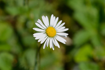 Common daisy